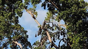 Roosting flying foxes in Lissner Park, 2016