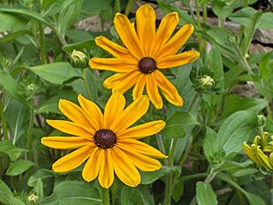 Rudbeckia hirta Indian Summer