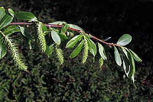 Salixlaevigata.jpg