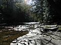 Six Mile Creek Hemlock