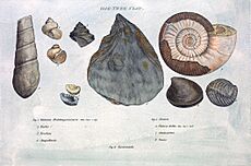 Smith fossils3