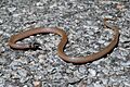 Southeastern Crown Snake