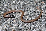 Southeastern Crown Snake.jpg