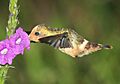 SpangledCoquette4
