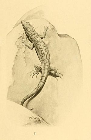 Sphaerodactylus pacificus 01-Barbour 1921.jpg