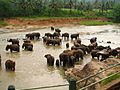 Sri Lanka Elephant Orphanage