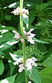 StachysClingmannii