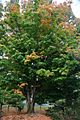 Sugar Maple Tree