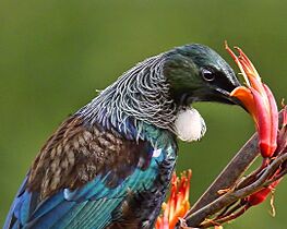 Tūī feeding on Harakeke nectar (6570554993)