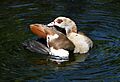 Taronga Zoo Egyptian goose 001