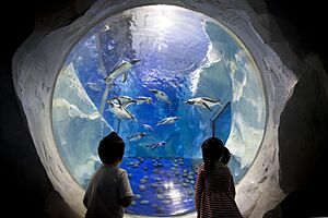 The National SEA LIFE Centre Birmingham Gentoo Penguins