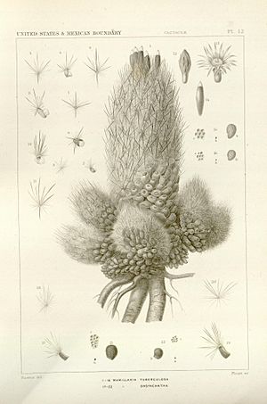 The botanical works of the late George Engelmann, collected for Henry Shaw, esq (Pl 12) BHL31876629.jpg