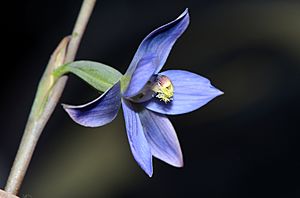 Thelymitra mucida - Plum Orchid (21774557139).jpg