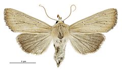 Tmetolophota blenheimensis female.jpg