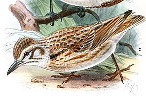 TricholaemaPseudalaemonKeulemans, Pseudalaemon