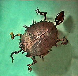 Trionychidae - Trionyx messelianus