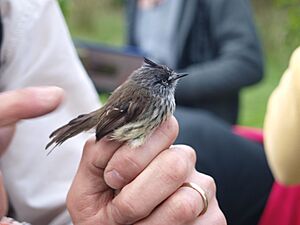 Tufted tit-tyrant in photographer's grip