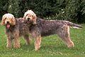 Two otterhounds