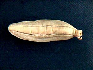Vaginulus occidentalis 002