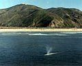 Whale with Laguna Peak, California, in background