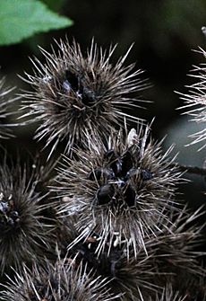 Whau (Entelea arborescens) seed pods
