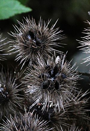 Whau (Entelea arborescens) seed pods