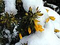 Whin or Gorse on Fife Coastal Trail