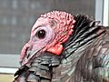 Wild turkey closeup