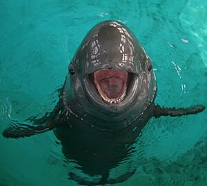 Yangtze finless porpoise, 12 February 2008a
