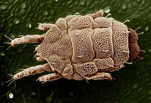 Yellow mite (Tydeidae), Lorryia formosa