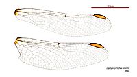 Zephyrogomphus lateralis male wings (34931720001)