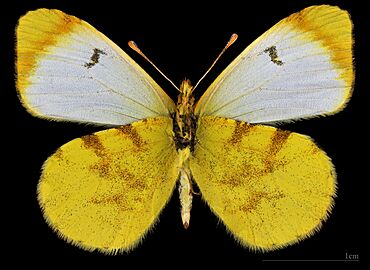 (MHNT) Anthocaris belia androgyne - Khemis-des-Ida-ou-Gnidif Maroc - femelle ventral