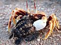 110127 Running ghost crab O ceratophtalma prey Loggerhead hatchling Gnaraloo Bay Rookery
