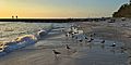 2017 Sarasota Cortez Beach Seagulls 1 FRD 7001