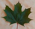 A green maple leaf, Auburn WA