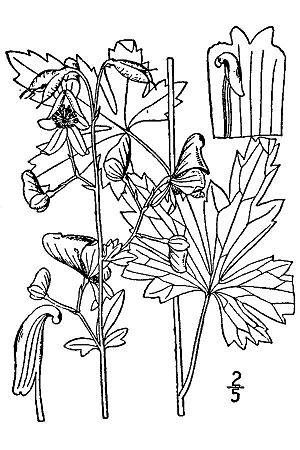 Aconitum-uncinatum01