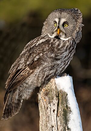 Adult male Great Grey Owl (Canada)