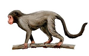Aegyptopithecus NT