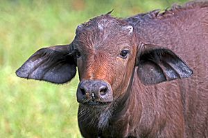 African buffalo (Syncerus caffer caffer) juvenile head