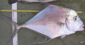 African threadfish