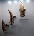 Albertosaurus teeth - Royal Tyrrell Museum
