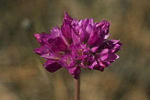 Allium serra.jpg