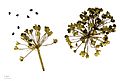 Allium tuberosum MHNT.BOT.2013.22.61