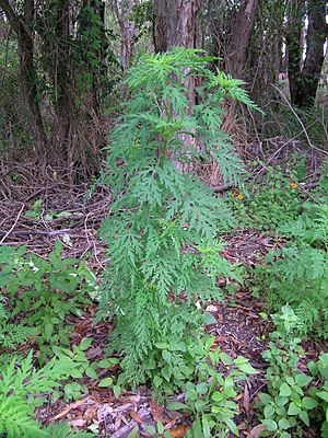 Ambrosia artemisiifolia plant7 (11741895306).jpg