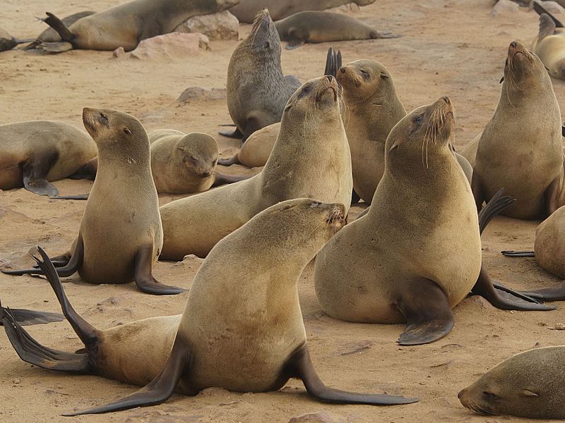 Arctocephalus pusillus (Cape fur seals)