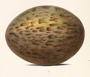 Ardeotis australis egg 1867