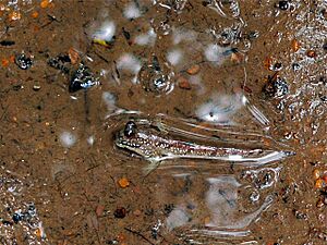 Atlantic Mudskipper (Periophthalmus barbarus) (7700010340)