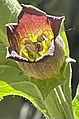 Atropa belladonna L. back-lit corolla reticulation