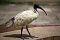 Australian White Ibis Bird (6603467963)