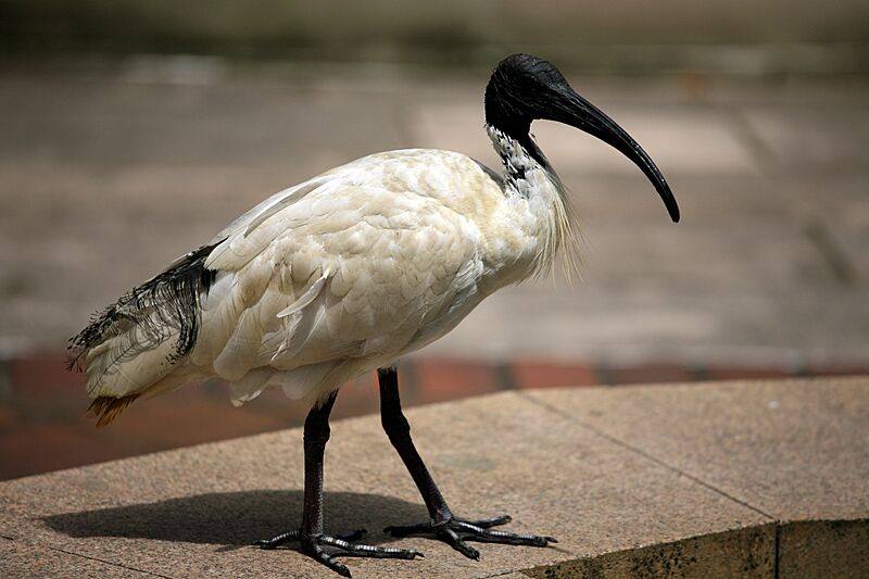 Australian White Ibis Bird (6603467963)